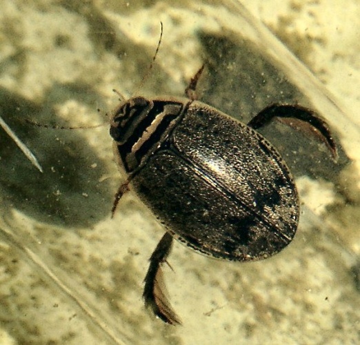 Acilius sulcatus &copy; Kai Kluwe