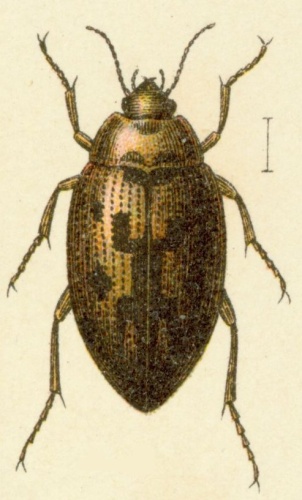 Haliplus variegatus &copy; <bdi><a href="https://en.wikipedia.org/wiki/en:Edmund_Reitter" class="extiw" title="w:en:Edmund Reitter">Edmund Reitter</a>
</bdi>