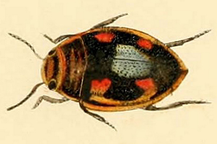 Hygrotus decoratus © Janson, Edward Wesley.