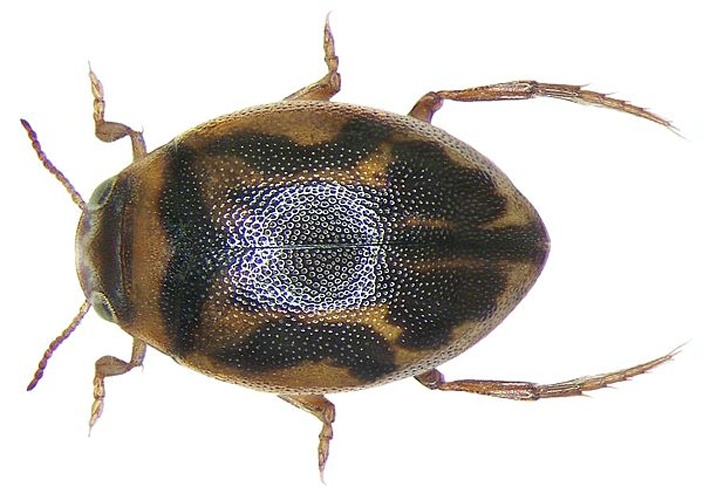 Hygrotus inaequalis © <a rel="nofollow" class="external text" href="https://www.flickr.com/people/30703260@N08">Udo Schmidt</a>