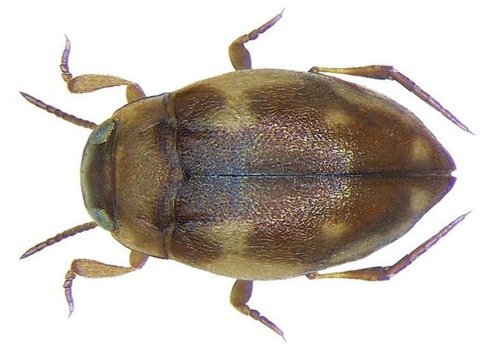 Bidessus unistriatus &copy; <a rel="nofollow" class="external text" href="https://www.flickr.com/people/30703260@N08">Udo Schmidt</a>