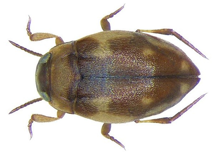 Bidessus unistriatus © <a rel="nofollow" class="external text" href="https://www.flickr.com/people/30703260@N08">Udo Schmidt</a>