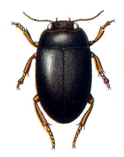 Hydroporus melanarius © <bdi><a href="https://en.wikipedia.org/wiki/en:Edmund_Reitter" class="extiw" title="w:en:Edmund Reitter">Edmund Reitter</a>
</bdi>