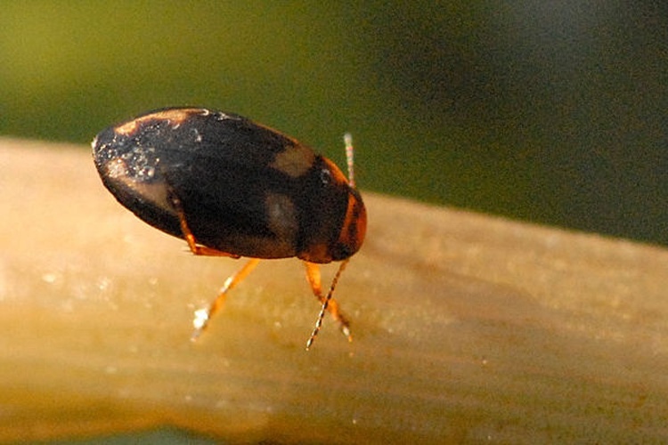 Hydroporus palustris &copy; James K. Lindsey