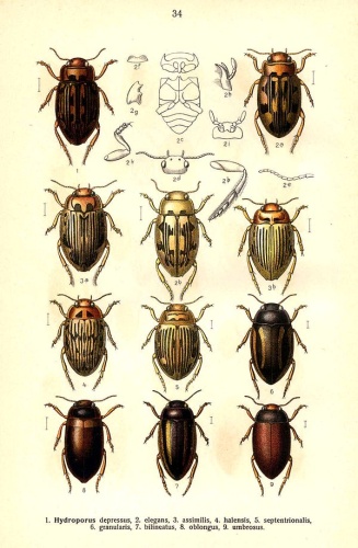 Hydroporus umbrosus © 