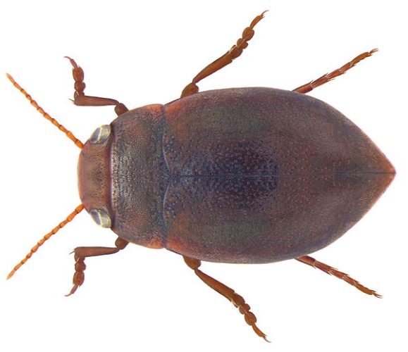 Deronectes latus © <a rel="nofollow" class="external text" href="https://www.flickr.com/people/30703260@N08">Udo Schmidt</a>