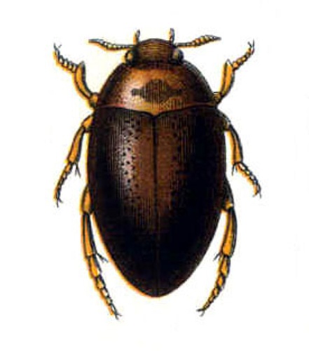 Noterus clavicornis &copy; <bdi><a href="https://en.wikipedia.org/wiki/en:Edmund_Reitter" class="extiw" title="w:en:Edmund Reitter">Edmund Reitter</a>
</bdi>