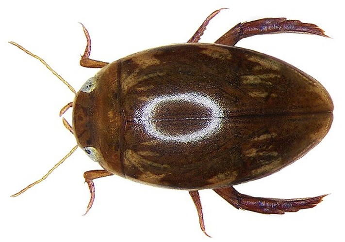 Laccophilus hyalinus &copy; <a rel="nofollow" class="external text" href="https://www.flickr.com/people/30703260@N08">Udo Schmidt</a>