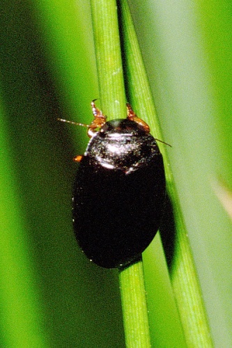 Agabus bipustulatus &copy; James K. Lindsey