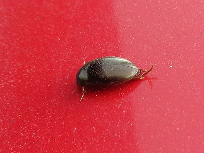 Agabus labiatus © <a href="//commons.wikimedia.org/wiki/User:AfroBrazilian" title="User:AfroBrazilian">AfroBrazilian</a>