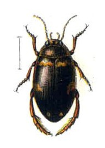 Agabus undulatus © 