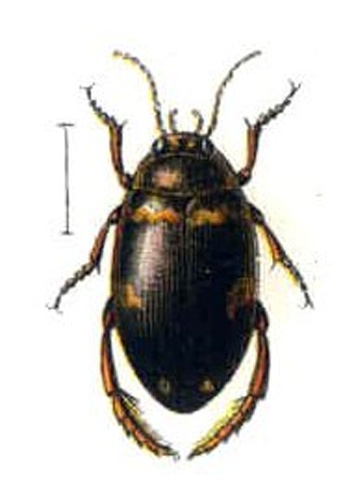 Agabus undulatus © 