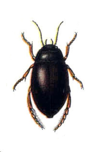 Ilybius fenestratus &copy; <bdi><a href="https://en.wikipedia.org/wiki/en:Edmund_Reitter" class="extiw" title="w:en:Edmund Reitter">Edmund Reitter</a>
</bdi>