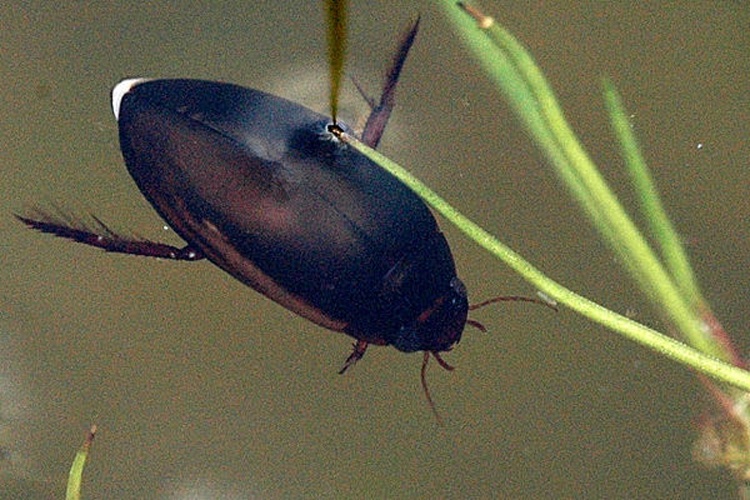 Ilybius quadriguttatus © James K. Lindsey