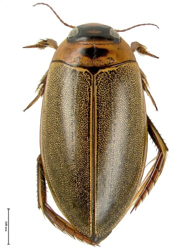 Rhantus suturalis © <a href="//commons.wikimedia.org/w/index.php?title=User:Michael_Munich&amp;action=edit&amp;redlink=1" class="new" title="User:Michael Munich (page does not exist)">Michael Munich</a>