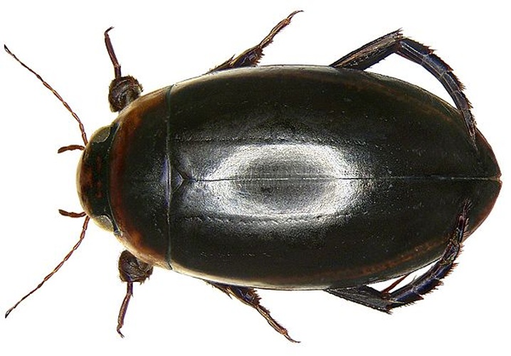 Hydaticus seminiger &copy; <a rel="nofollow" class="external text" href="https://www.flickr.com/people/30703260@N08">Udo Schmidt</a>