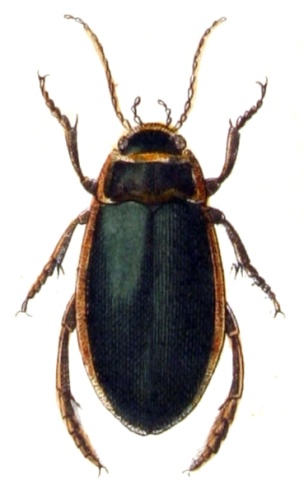 Dytiscus circumflexus © <bdi><a href="https://www.wikidata.org/wiki/Q18508143" class="extiw" title="d:Q18508143">Emil Hochdanz</a>
</bdi>