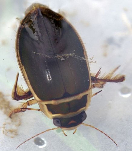 Great diving beetle &copy; <ul>
<li>
<a href="//commons.wikimedia.org/wiki/File:Dytiscus_marginalis_01_by-dpc.jpg" title="File:Dytiscus marginalis 01 by-dpc.jpg">Dytiscus_marginalis_01_by-dpc.jpg</a>: <a href="//commons.wikimedia.org/wiki/User:David_Perez" title="User:David Perez">David Perez</a>
</li>
<li>derivative work: <a href="//commons.wikimedia.org/wiki/User:B_kimmel" title="User:B kimmel">B kimmel</a> (<a href="//commons.wikimedia.org/wiki/User_talk:B_kimmel" title="User talk:B kimmel"><span class="signature-talk">talk</span></a>)</li>
</ul>