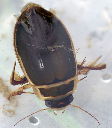 Great diving beetle © <ul>
<li>
<a href="//commons.wikimedia.org/wiki/File:Dytiscus_marginalis_01_by-dpc.jpg" title="File:Dytiscus marginalis 01 by-dpc.jpg">Dytiscus_marginalis_01_by-dpc.jpg</a>: <a href="//commons.wikimedia.org/wiki/User:David_Perez" title="User:David Perez">David Perez</a>
</li>
<li>derivative work: <a href="//commons.wikimedia.org/wiki/User:B_kimmel" title="User:B kimmel">B kimmel</a> (<a href="//commons.wikimedia.org/wiki/User_talk:B_kimmel" title="User talk:B kimmel"><span class="signature-talk">talk</span></a>)</li>
</ul>