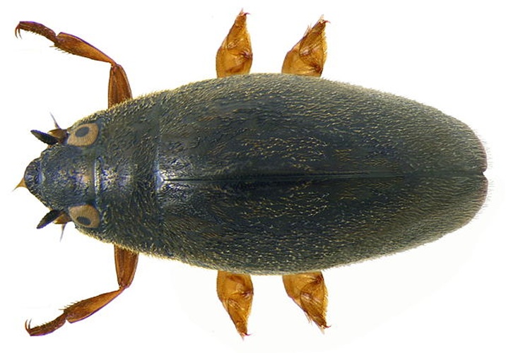 Orectochilus villosus &copy; <a rel="nofollow" class="external text" href="https://www.flickr.com/people/30703260@N08">Udo Schmidt</a>