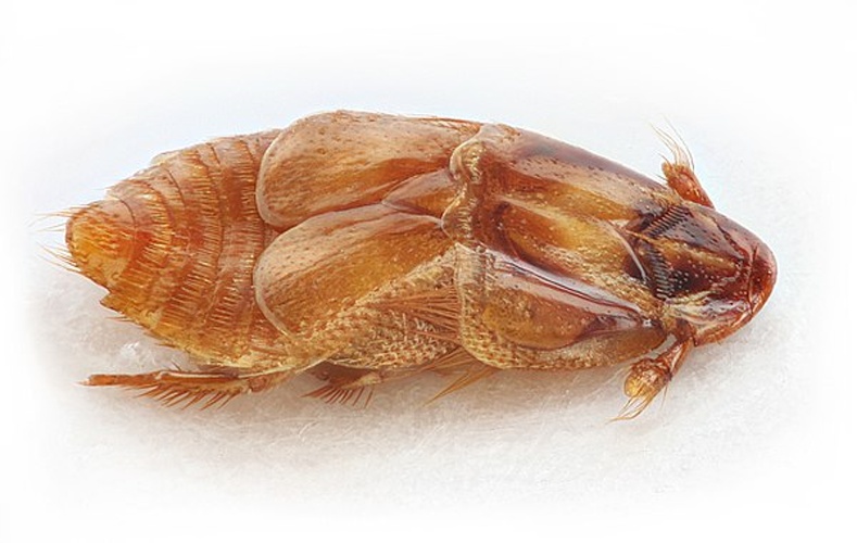 Beaver beetle © Stanislav Snäll