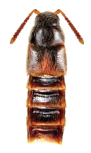 Crataraea suturalis &copy; Reginald Webster, Jan Klimaszewski, Georges Pelletier, Karine Savard