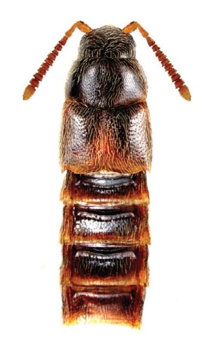 Crataraea suturalis © Reginald Webster, Jan Klimaszewski, Georges Pelletier, Karine Savard