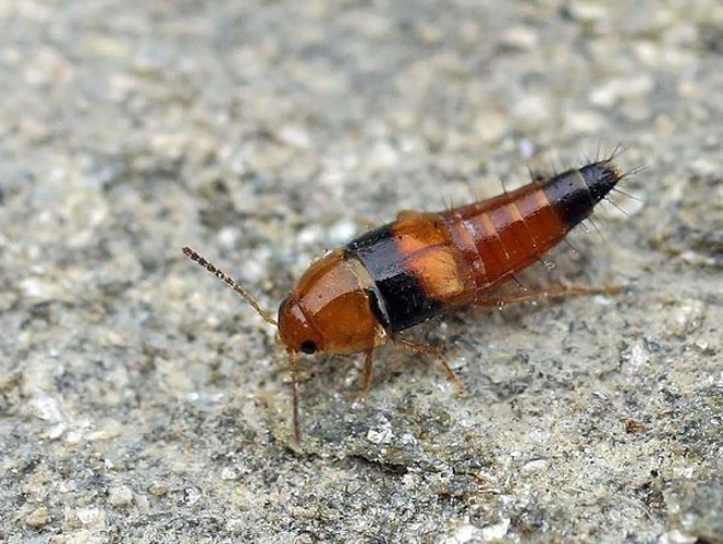 Tachyporus obtusus © 