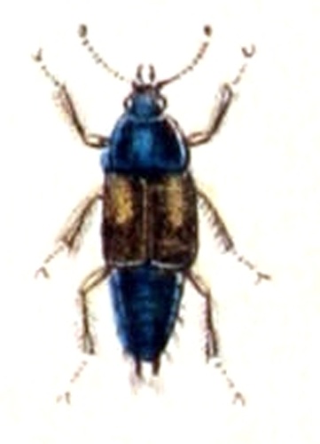 Tachinus subterraneus © <bdi><a href="https://www.wikidata.org/wiki/Q18508143" class="extiw" title="d:Q18508143">Emil Hochdanz</a>
</bdi>
