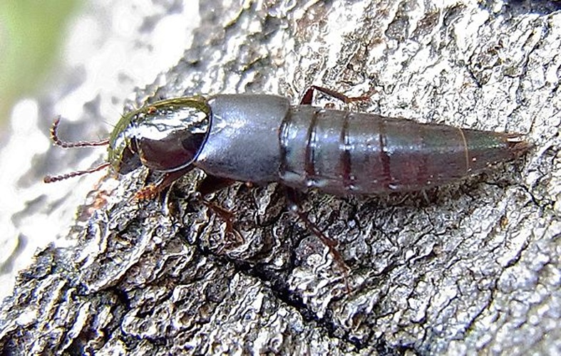 Quedius lateralis &copy; <a href="//commons.wikimedia.org/wiki/User:Siga" title="User:Siga">Siga</a>