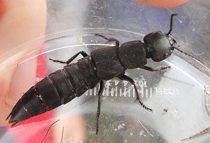 Devil's coach horse beetle © <a href="//commons.wikimedia.org/wiki/User:Sarefo" title="User:Sarefo">Sarefo</a>