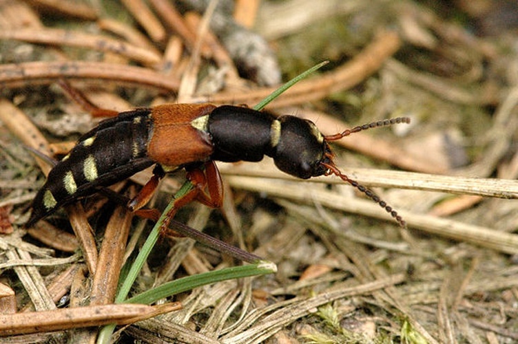 Staphylinus caesareus © James K. Lindsey