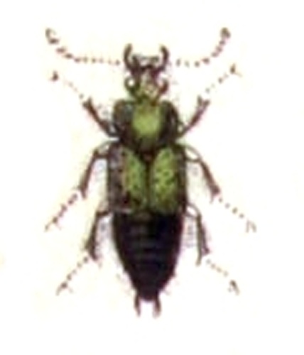 Philonthus laminatus &copy; <bdi><a href="https://www.wikidata.org/wiki/Q18508143" class="extiw" title="d:Q18508143">Emil Hochdanz</a>
</bdi>