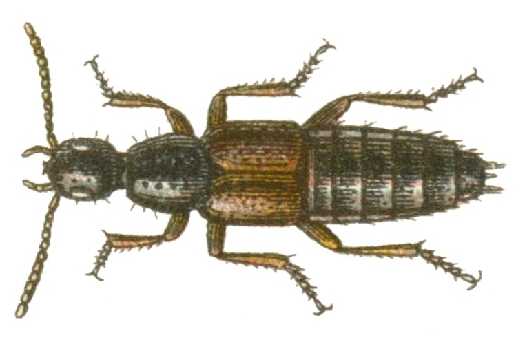 Philonthus varians &copy; <bdi><a href="https://en.wikipedia.org/wiki/en:Edmund_Reitter" class="extiw" title="w:en:Edmund Reitter">Edmund Reitter</a>
</bdi>