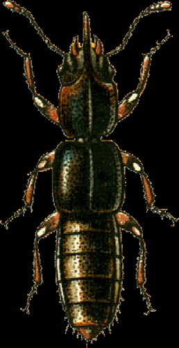 Bledius unicornis © Georgiy Jacobson