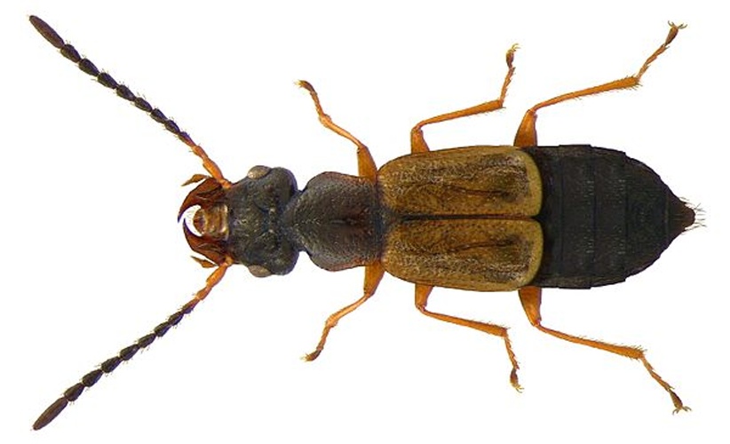 Anthophagus alpinus © <a rel="nofollow" class="external text" href="https://www.flickr.com/people/30703260@N08">Udo Schmidt</a> from Deutschland