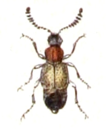 Anthophagus caraboides &copy; <bdi><a href="https://www.wikidata.org/wiki/Q18508143" class="extiw" title="d:Q18508143">Emil Hochdanz</a>
</bdi>