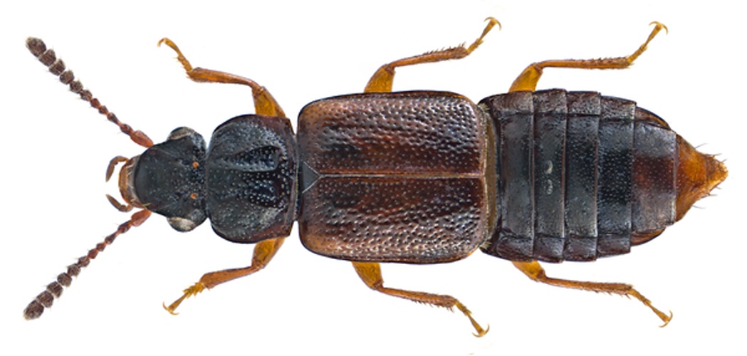 Omalium rivulare © <a rel="nofollow" class="external text" href="https://www.flickr.com/people/30703260@N08">Udo Schmidt</a> from Deutschland