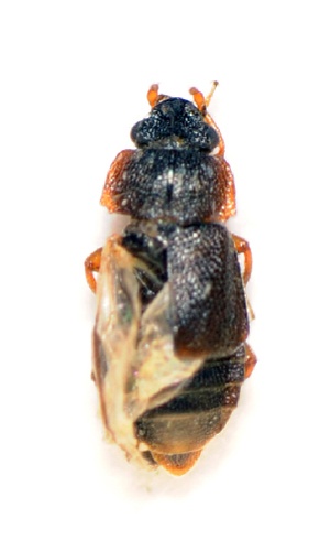 Megarthrus denticollis &copy; Zoologische Staatssammlung Muenchen