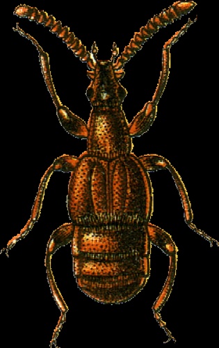 Chennium bituberculatum © Georgiy Jacobson