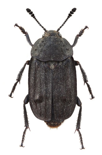 Thanatophilus dispar &copy; Stanislav Snäll