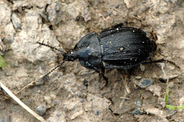 Silpha tristis &copy; James K. Lindsey