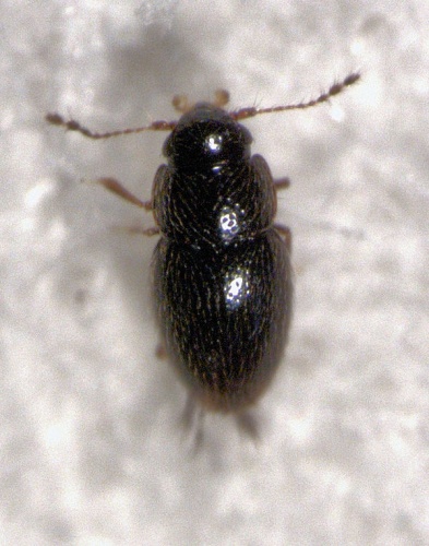 Ptenidium punctatum &copy; S.E. Thorpe