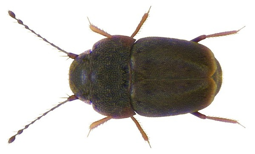 Actinopteryx fucicola &copy; <a rel="nofollow" class="external text" href="https://www.flickr.com/people/30703260@N08">Udo Schmidt</a> from Deutschland