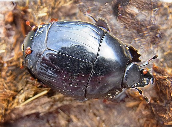 Pachylister inaequalis © <a href="//commons.wikimedia.org/wiki/User:Siga" title="User:Siga">Siga</a>