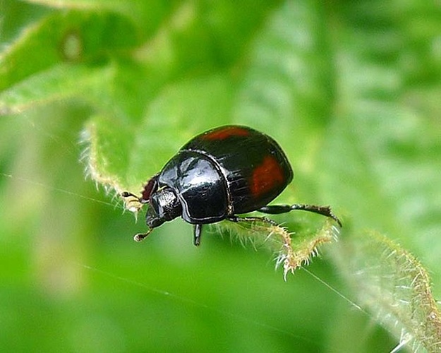 Atholus bimaculatus © <a rel="nofollow" class="external text" href="https://www.flickr.com/people/43272765@N04">gailhampshire</a> from Cradley, Malvern, U.K