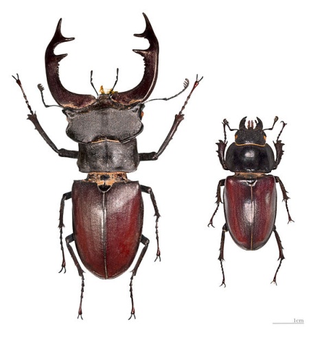 Lucanus cervus &copy; <div class="fn value">
<a href="//commons.wikimedia.org/wiki/User:Archaeodontosaurus" title="User:Archaeodontosaurus">Didier Descouens</a>
</div>