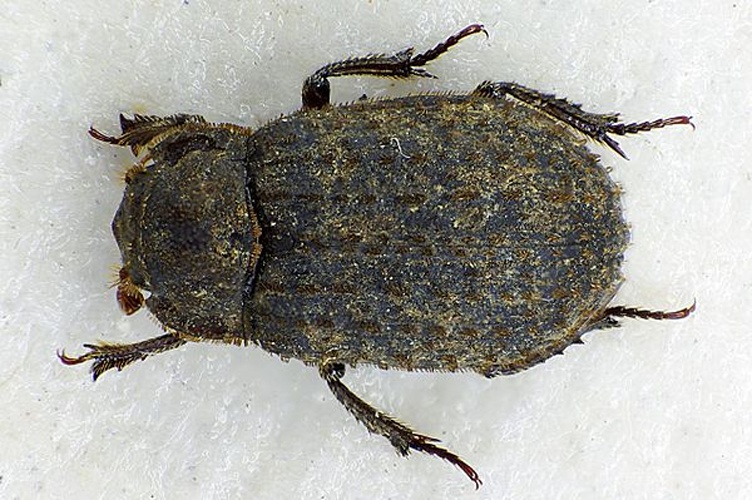 Trox scaber &copy; <a href="//commons.wikimedia.org/wiki/User:Siga" title="User:Siga">Siga</a>