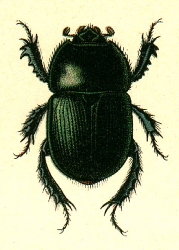 Geotrupes mutator © G.G. Yakobson