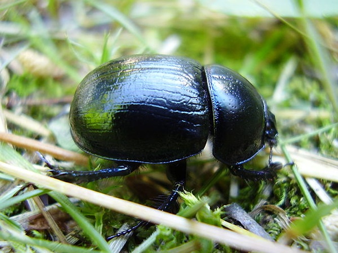 Geotrupes stercorarius © No machine-readable author provided. <a href="//commons.wikimedia.org/wiki/User:Kompak~commonswiki" title="User:Kompak~commonswiki">Kompak~commonswiki</a> assumed (based on copyright claims).